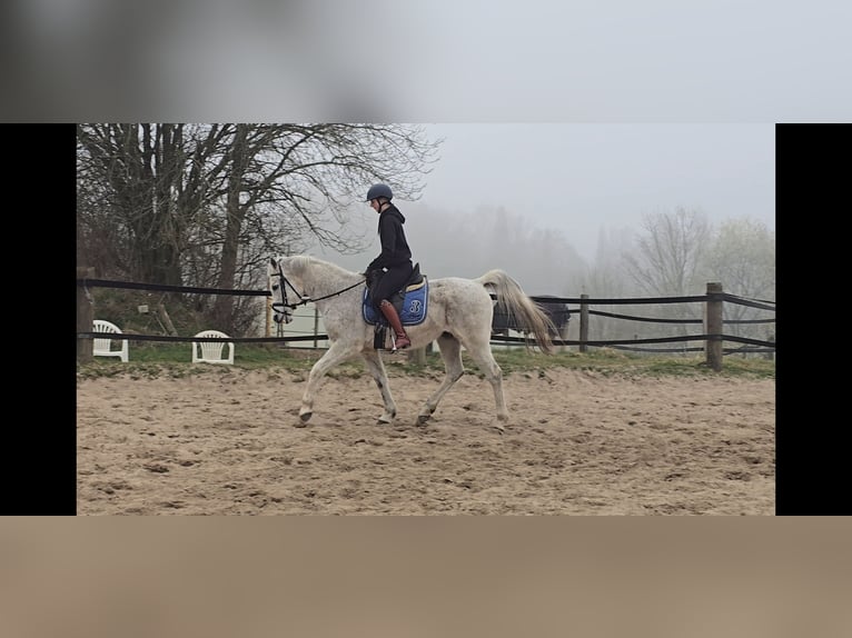 Arabisch Partbred Mix Ruin 13 Jaar 152 cm Schimmel in M&#xFC;lheim an der Ruhr