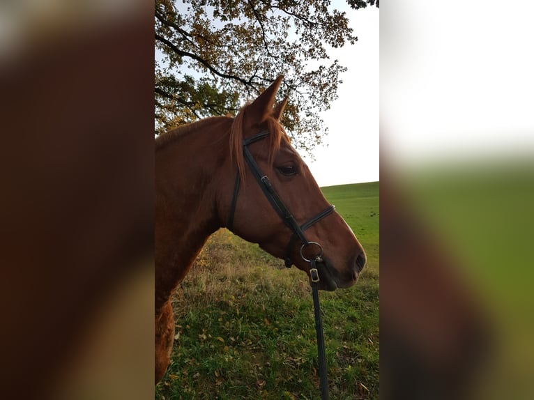 Arabisch Partbred Ruin 13 Jaar 157 cm Vos in Bergen