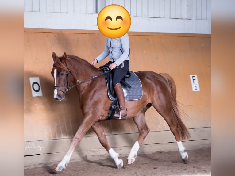 Arabisch Partbred Ruin 13 Jaar 157 cm Vos in Bergen