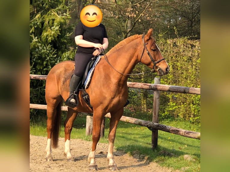 Arabisch Partbred Ruin 13 Jaar 157 cm Vos in Bergen