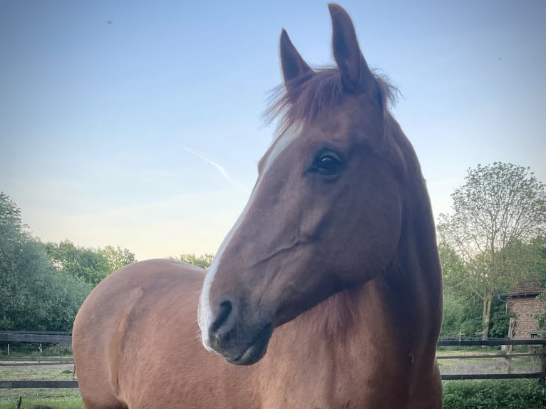 Arabisch Partbred Mix Ruin 13 Jaar 165 cm Vos in Wesel