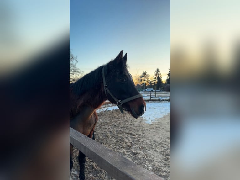 Arabisch Partbred Ruin 18 Jaar 152 cm Bruin in Oebisfelde