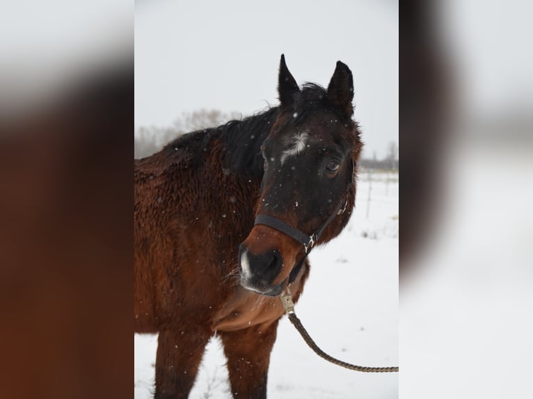 Arabisch Partbred Ruin 18 Jaar 152 cm Bruin in Oebisfelde