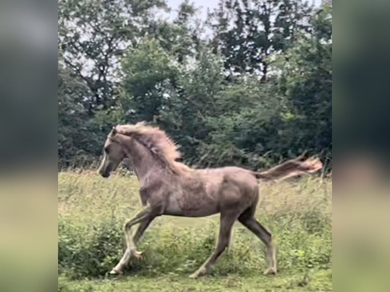 Arabisch Partbred Ruin 1 Jaar Rood schimmel in Dhronecken