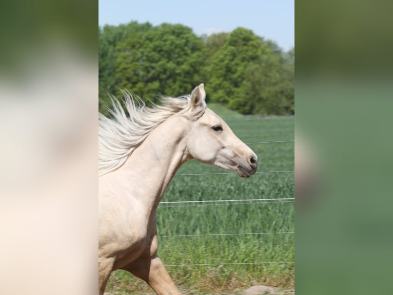Arabisch Partbred Ruin 2 Jaar 152 cm Palomino in Gransee