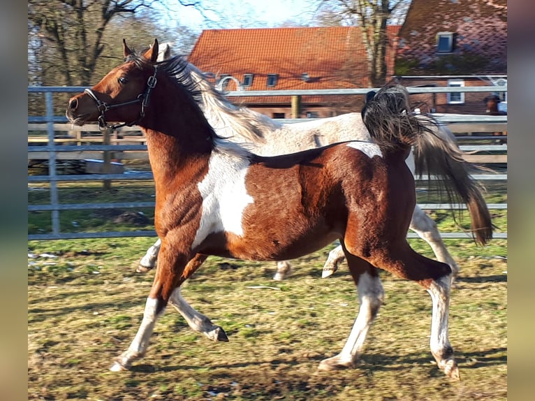 Arabisch Partbred Ruin 2 Jaar 153 cm Tobiano-alle-kleuren in Sulingen