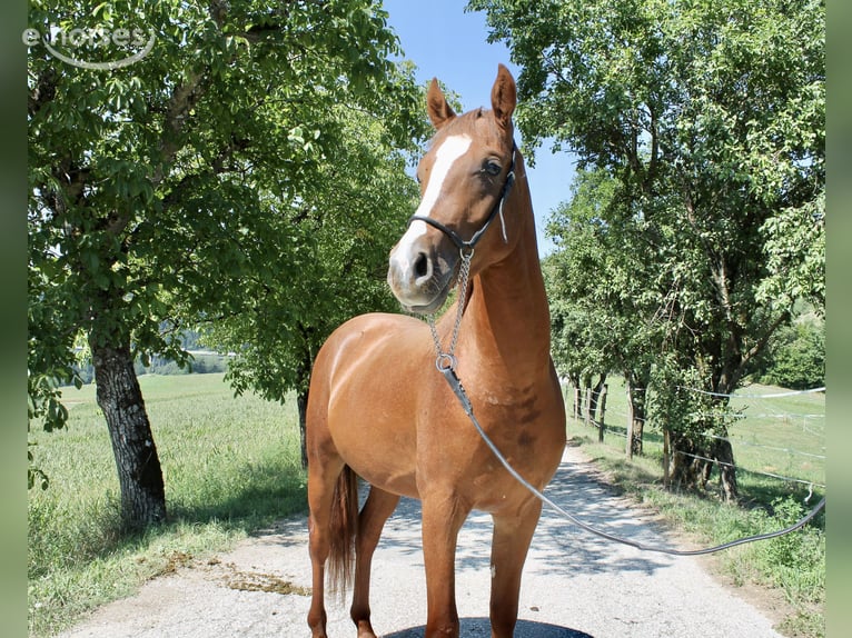 Arabisch Partbred Ruin 2 Jaar 155 cm Vos in St. Paul im Lavanttal