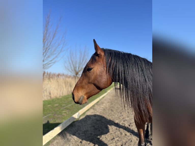 Arabisch Partbred Ruin 3 Jaar 152 cm Bruin in Kruiningen