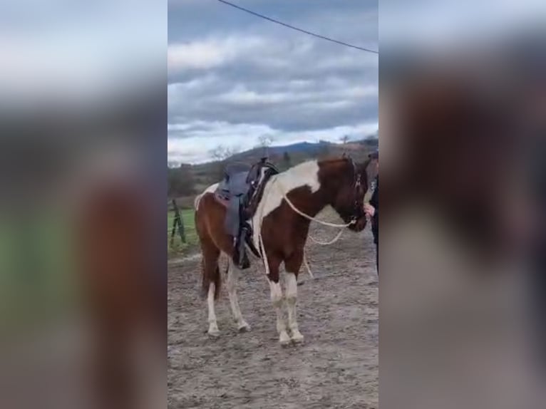 Arabisch Partbred Ruin 3 Jaar 154 cm Gevlekt-paard in Steinach Baden