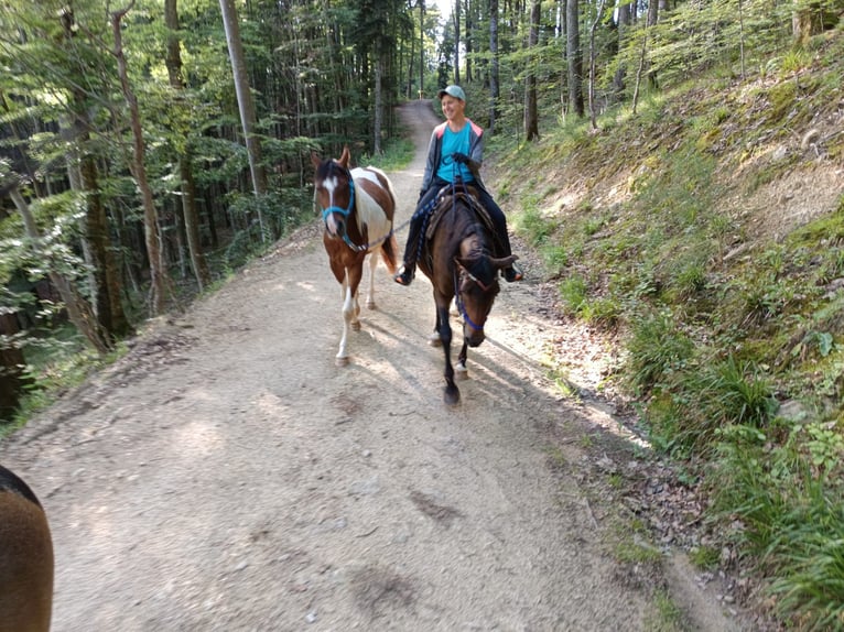 Arabisch Partbred Ruin 3 Jaar 154 cm Gevlekt-paard in Steinach Baden