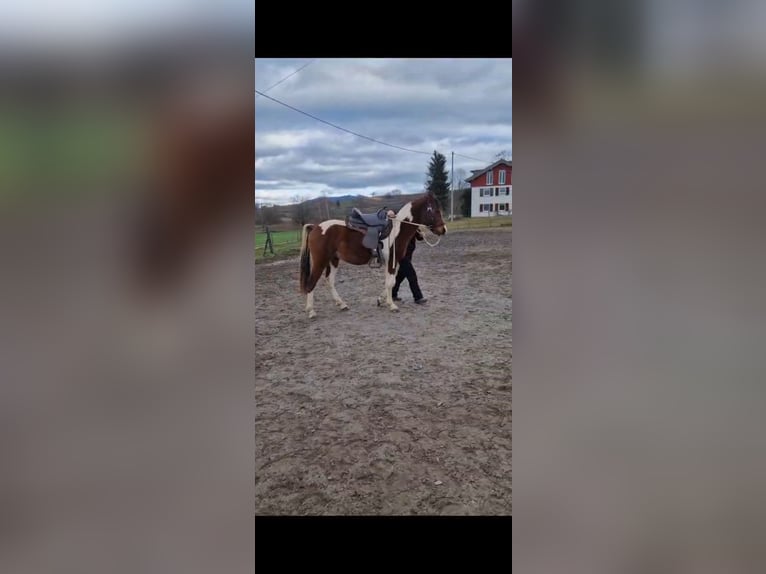 Arabisch Partbred Ruin 3 Jaar 154 cm Gevlekt-paard in Steinach Baden