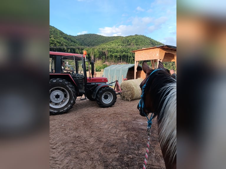 Arabisch Partbred Ruin 3 Jaar 154 cm Gevlekt-paard in Steinach Baden