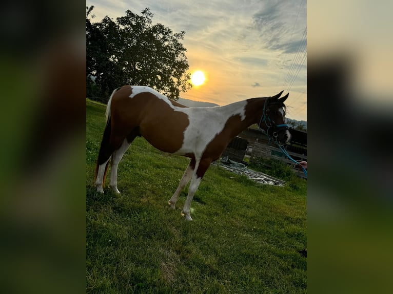 Arabisch Partbred Ruin 3 Jaar 154 cm Gevlekt-paard in Steinach Baden