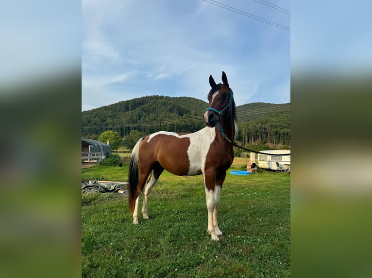 Arabisch Partbred Ruin 3 Jaar 154 cm Gevlekt-paard in Steinach Baden