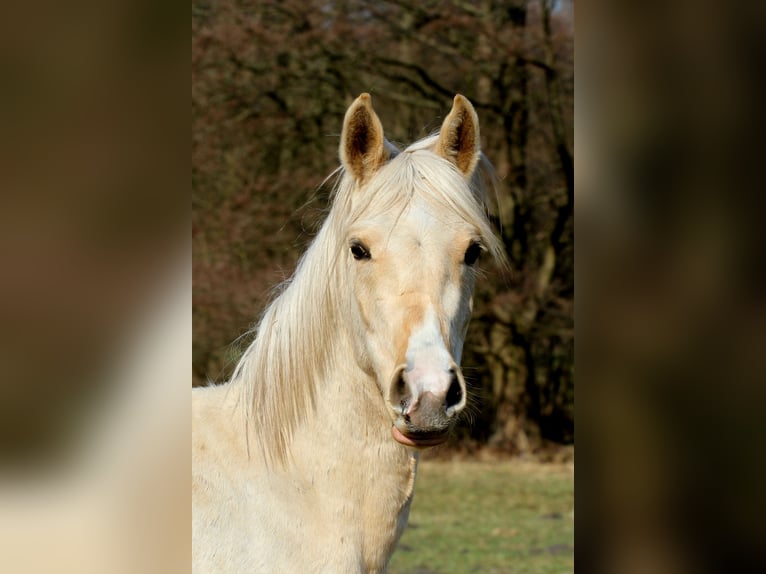 Arabisch Partbred Ruin 3 Jaar 154 cm Palomino in Stechlin