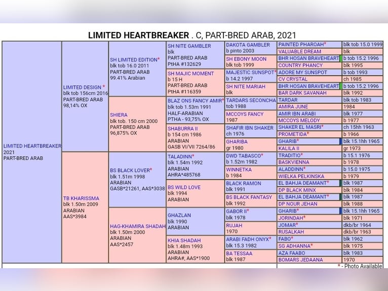 Arabisch Partbred Ruin 3 Jaar 155 cm Gevlekt-paard in Genderkingen