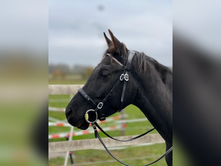 Arabisch Partbred Ruin 3 Jaar 155 cm Gevlekt-paard in Genderkingen