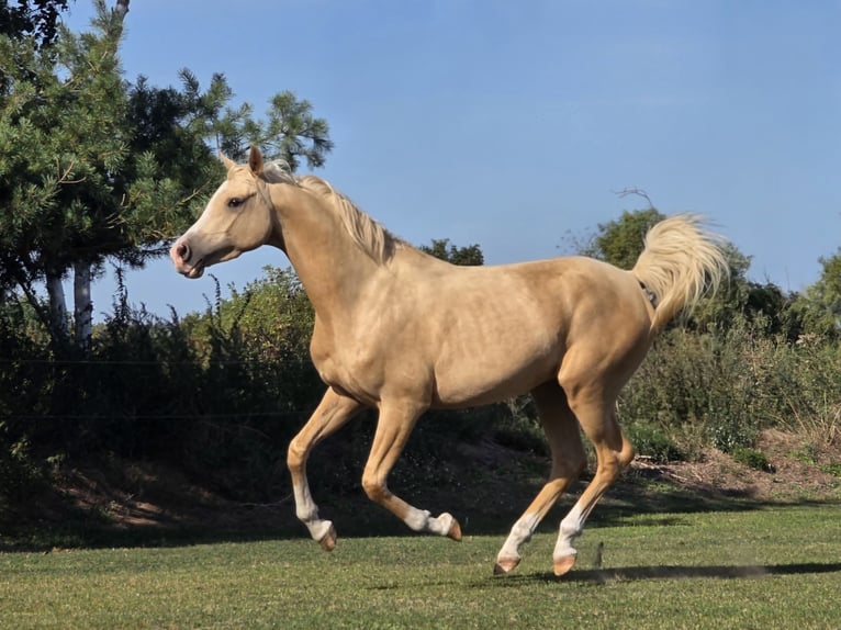 Arabisch Partbred Ruin 3 Jaar 158 cm Palomino in Schönwalde-Glien