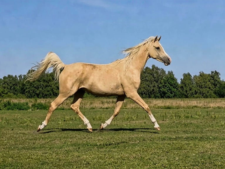 Arabisch Partbred Ruin 3 Jaar 158 cm Palomino in Schönwalde-Glien