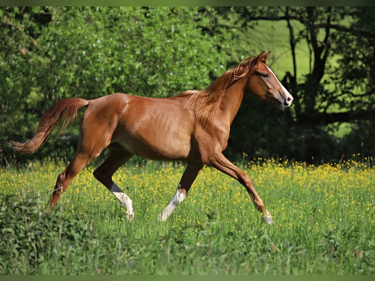 Arabisch Partbred Ruin 3 Jaar Vos in Netvorice