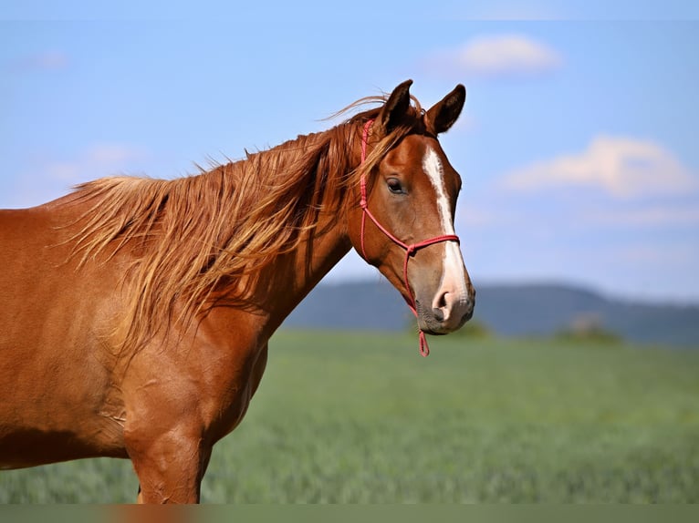 Arabisch Partbred Ruin 3 Jaar Vos in Netvorice
