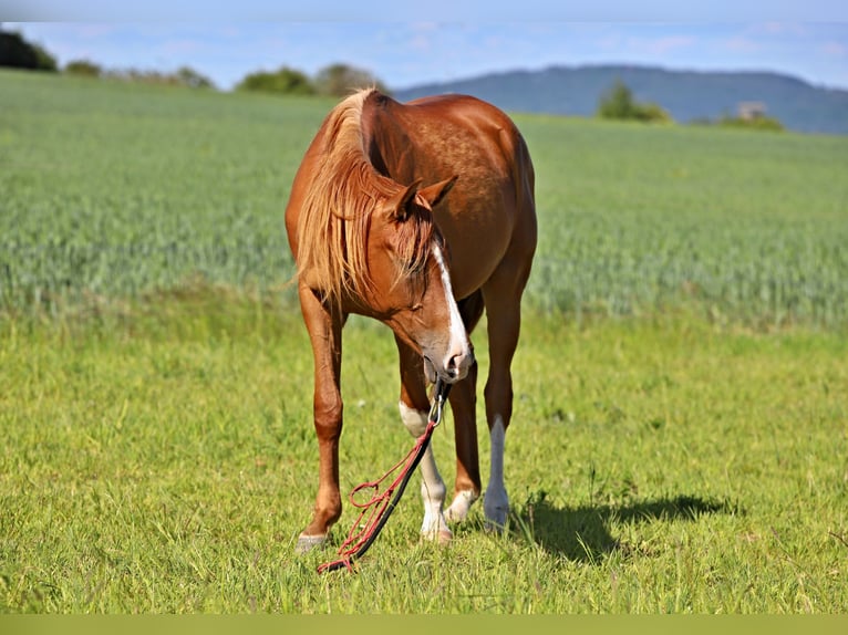 Arabisch Partbred Ruin 3 Jaar Vos in Netvorice