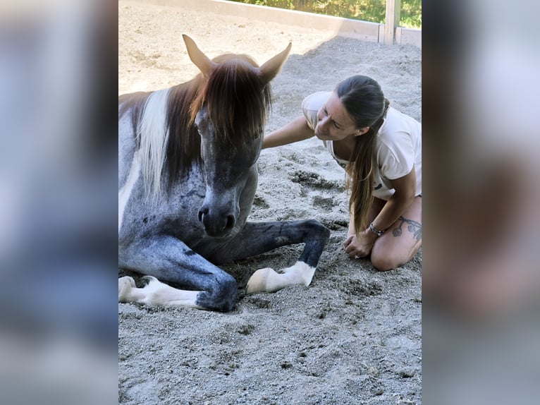 Arabisch Partbred Ruin 4 Jaar 140 cm Roan-Blue in Sommeri