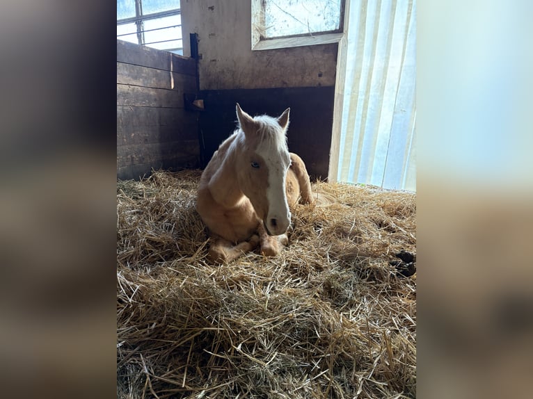 Arabisch Partbred Ruin 4 Jaar 152 cm in Waiblingen