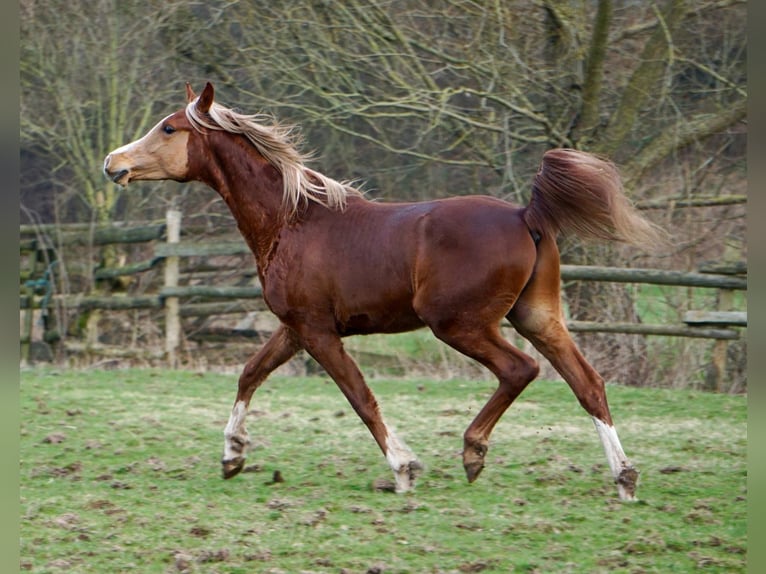 Arabisch Partbred Ruin 4 Jaar 156 cm Vos in Witzenhausen