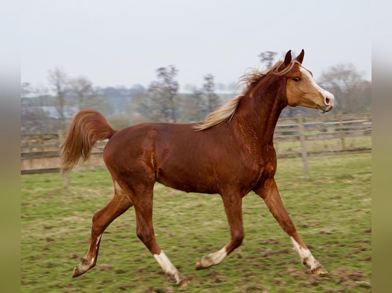 Arabisch Partbred Ruin 4 Jaar 156 cm Vos in Witzenhausen