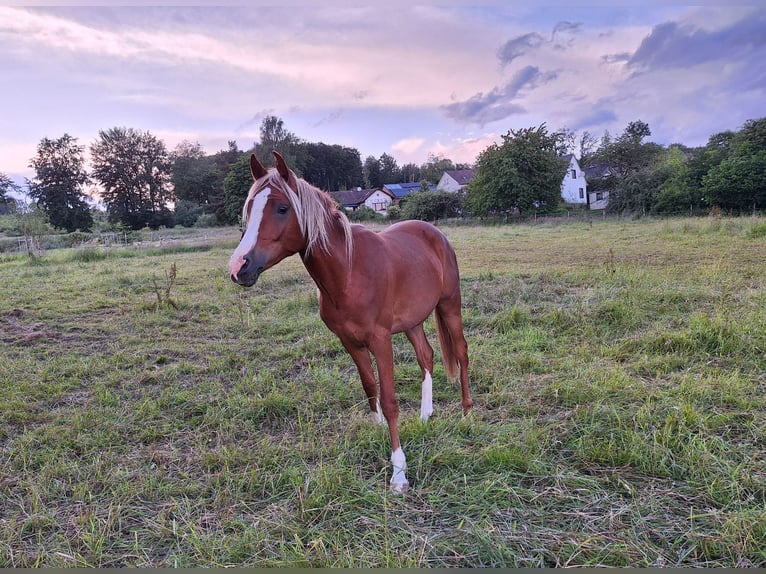 Arabisch Partbred Ruin 4 Jaar 156 cm Vos in Witzenhausen