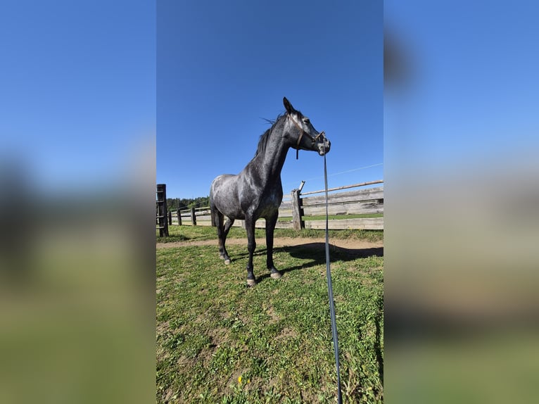 Arabisch Partbred Ruin 5 Jaar 146 cm Schimmel in Villach