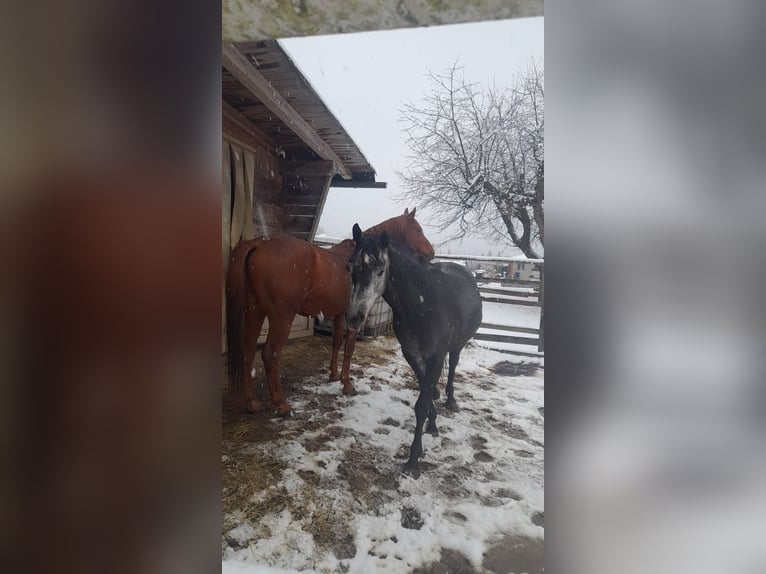 Arabisch Partbred Ruin 5 Jaar 146 cm Schimmel in Villach