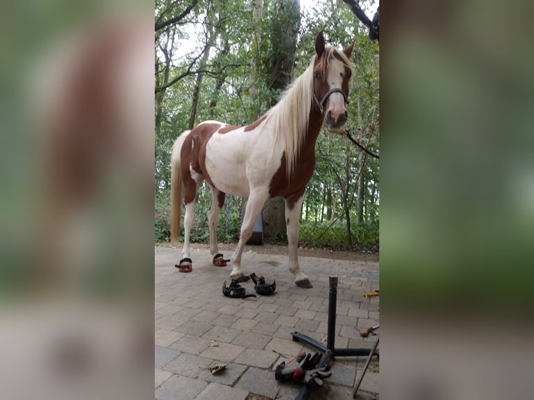 Arabisch Partbred Ruin 5 Jaar 153 cm Gevlekt-paard in Nieheim