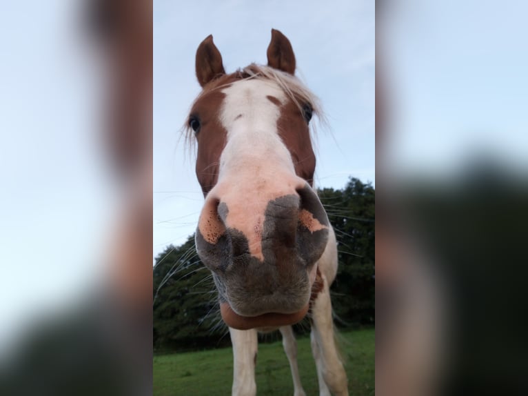 Arabisch Partbred Ruin 5 Jaar 153 cm Gevlekt-paard in Nieheim