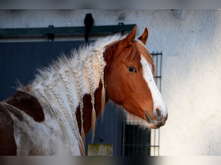 Arabisch Partbred Ruin 5 Jaar 153 cm Gevlekt-paard in Nieheim