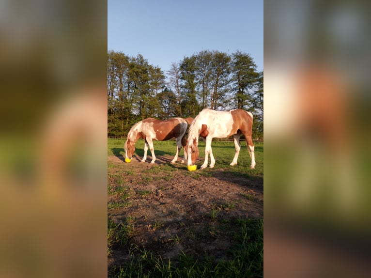 Arabisch Partbred Ruin 5 Jaar 153 cm Gevlekt-paard in Nieheim