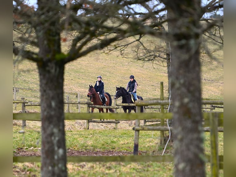 Arabisch Partbred Ruin 5 Jaar 160 cm Donkerbruin in idar Oberstein /Hintertiefenbach