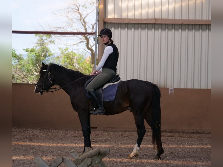 Arabisch Partbred Ruin 5 Jaar 160 cm Donkerbruin in idar Oberstein /Hintertiefenbach