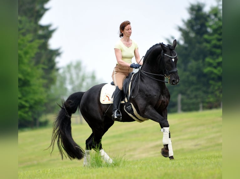 Arabisch Partbred Ruin 5 Jaar 160 cm Donkerbruin in idar Oberstein /Hintertiefenbach