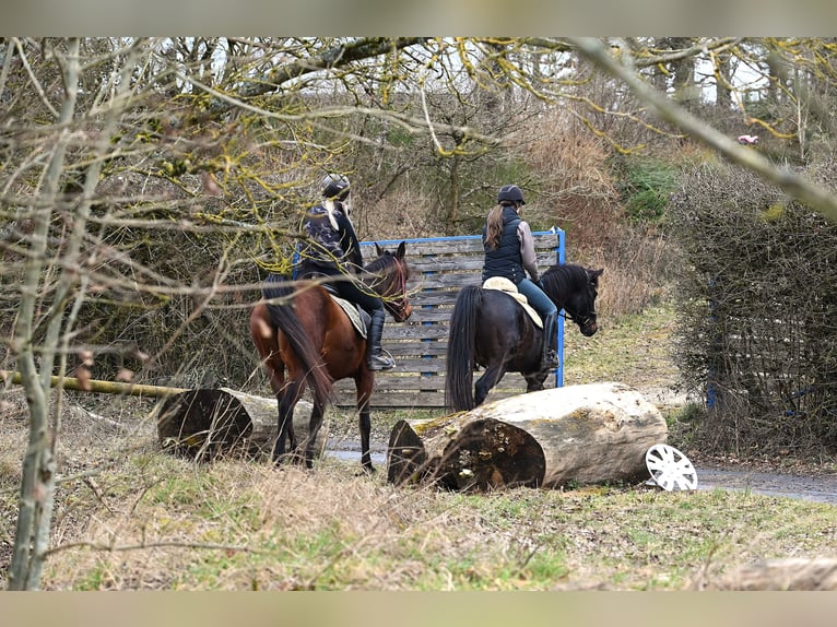 Arabisch Partbred Ruin 5 Jaar 160 cm Donkerbruin in idar Oberstein /Hintertiefenbach