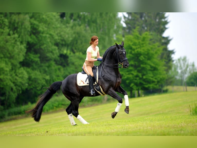 Arabisch Partbred Ruin 5 Jaar 160 cm Donkerbruin in idar Oberstein /Hintertiefenbach