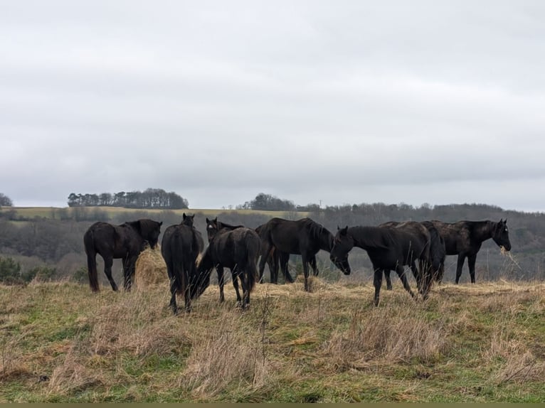 Arabisch Partbred Ruin 5 Jaar 160 cm Donkerbruin in idar Oberstein /Hintertiefenbach