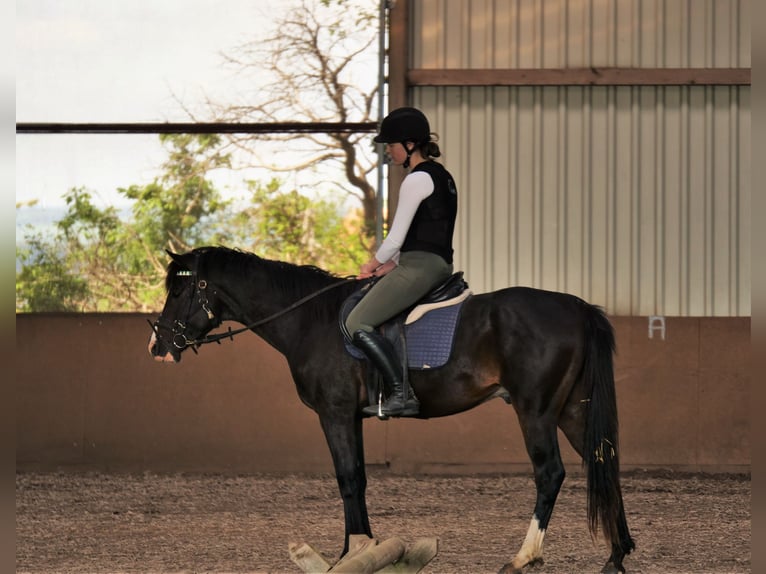 Arabisch Partbred Ruin 5 Jaar 160 cm Donkerbruin in idar Oberstein /Hintertiefenbach