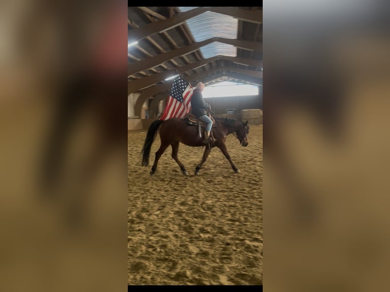 Arabisch Partbred Mix Ruin 6 Jaar 153 cm Bruin in Ulrichstein