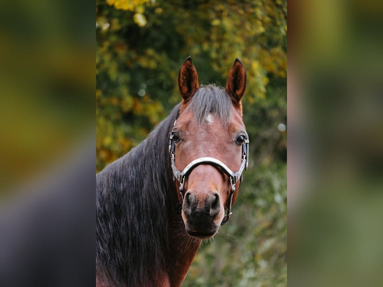 Arabisch Partbred Mix Ruin 6 Jaar 153 cm Bruin in Ulrichstein