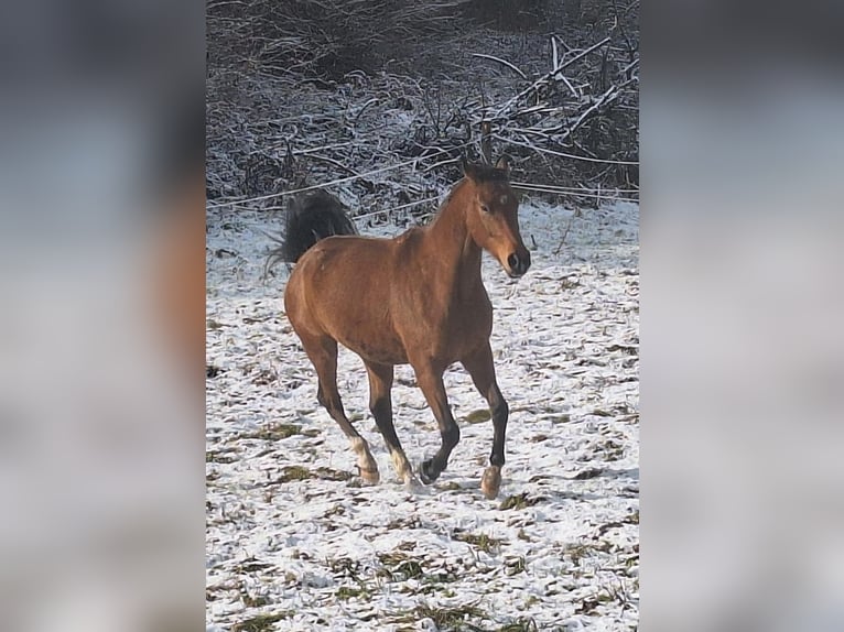 Arabisch Partbred Ruin 6 Jaar 165 cm  in HautzenbichlKobenz
