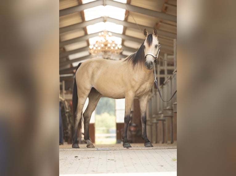 Arabisch Partbred Ruin 7 Jaar 153 cm Buckskin in Steyerberg