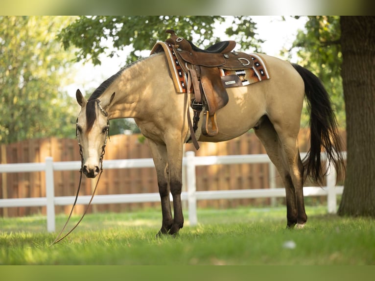 Arabisch Partbred Ruin 7 Jaar 153 cm Buckskin in Steyerberg