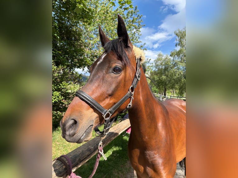 Arabisch Partbred Ruin 7 Jaar 154 cm Donkerbruin in Aich 29